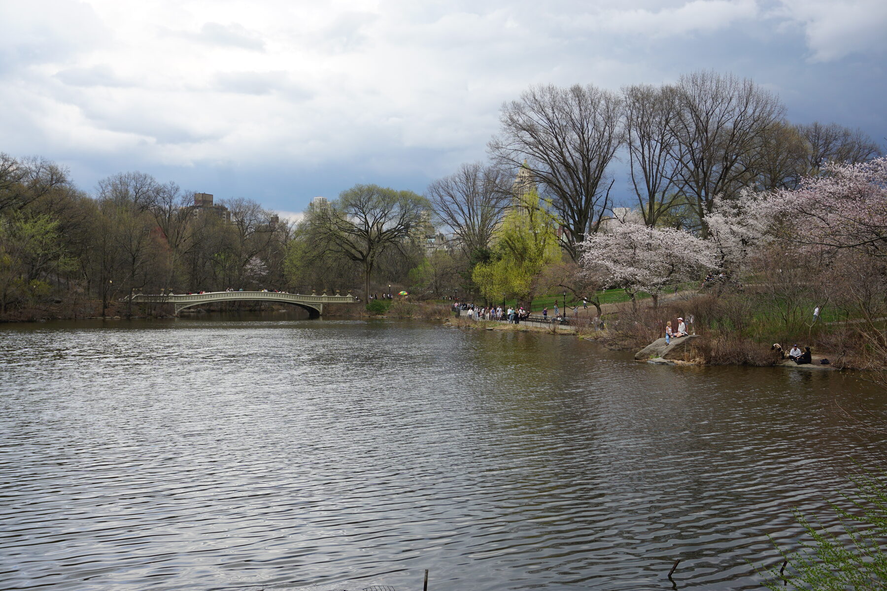 Bow Bridge over the lake in Central Park, New York, framed by blossoming cherry trees