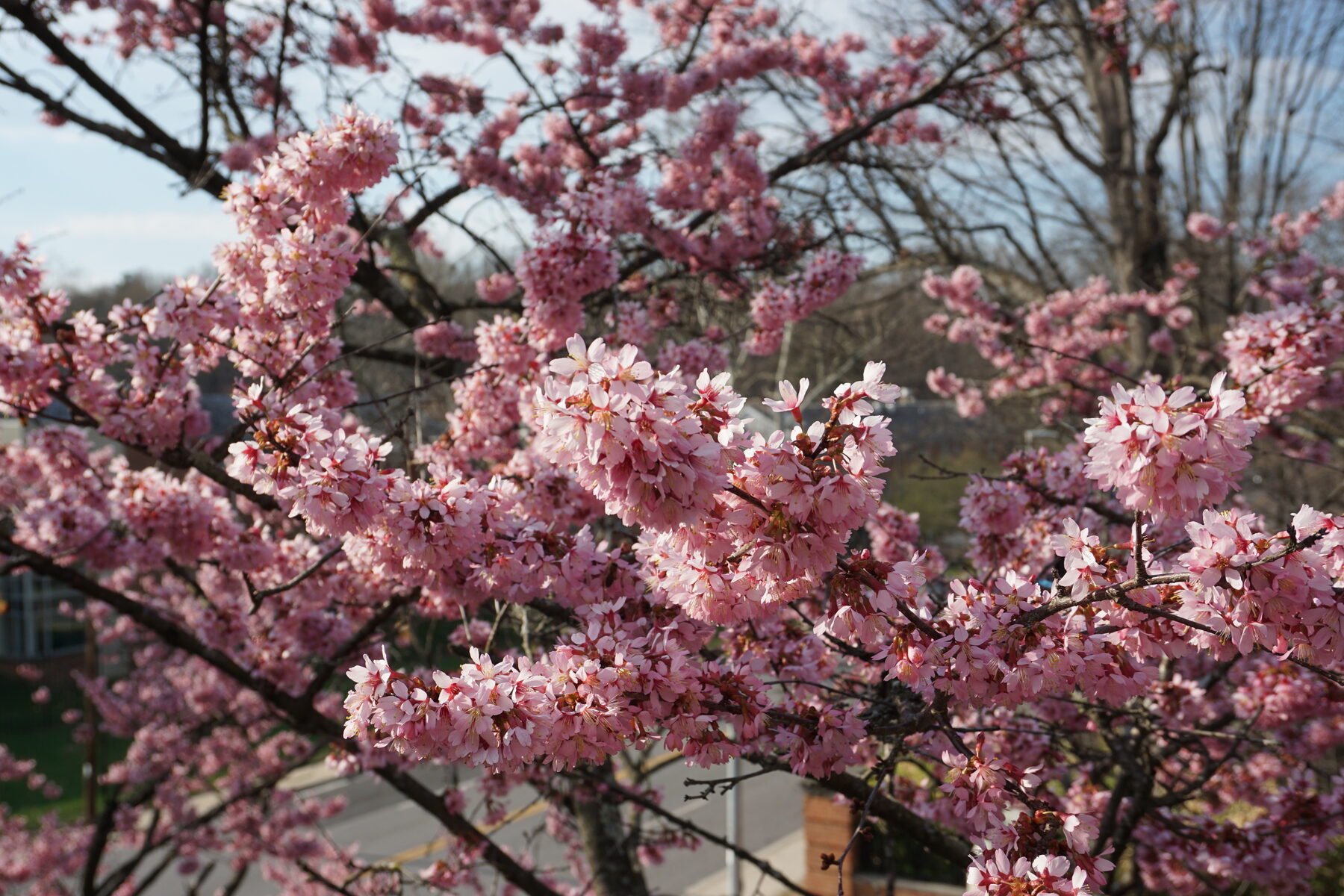 Cherry blossoms, detail
