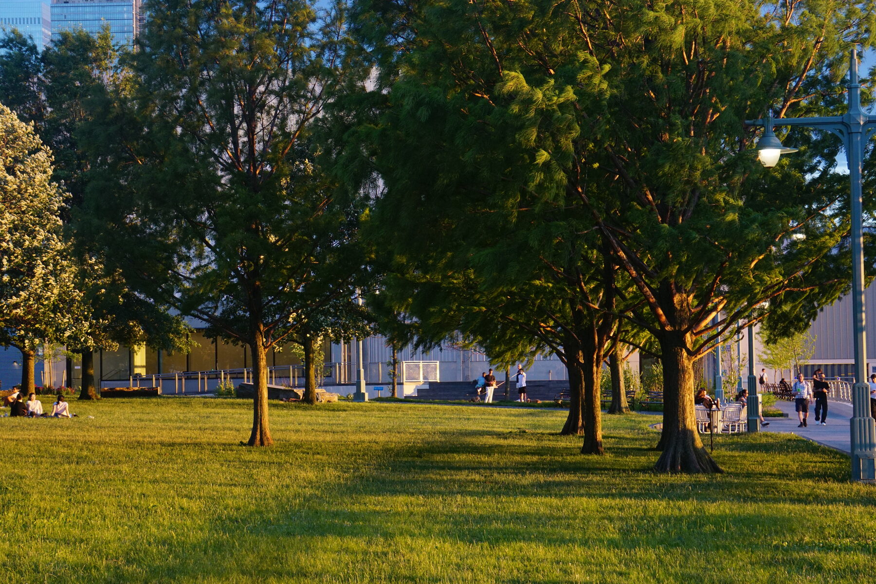 Trees and park benches lit by golden hour sun with people relaxing on the grass